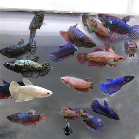 buy female betta fish online.